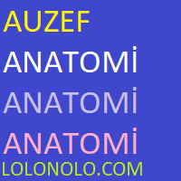 Auzef Anatomi