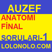 Anatomi Final Soruları-1