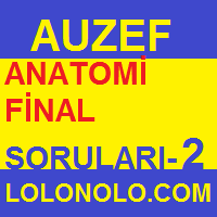 Anatomi Final Soruları-2