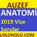 Anatomi 2019 Vize Sorular
