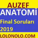 Anatomi Final Soruları 2019
