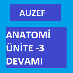 Auzef - Anatomi Ünite 3 Devamı -Anatomi Ünite 3 Sorular ve Notlar