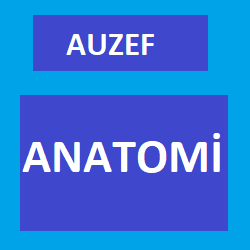 Auzef Anatomi, Anatomi 2021 Final Soruları -1