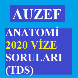 Anatomi 2020 vize soruları (TDS)