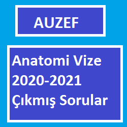 Anatomi Vize 2020-2021 Çıkmış Soruları