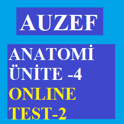 Anatomi Ünite 4 Test -2