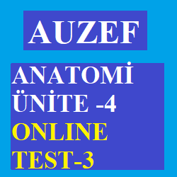 Anatomi Ünite 4 Test -3