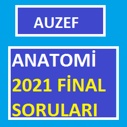 Anatomi 2021 Final Soruları