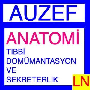 Auzef - ANATOMİ TDS