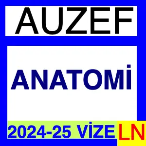 Anatomi 2024-2025 Vize Soruları