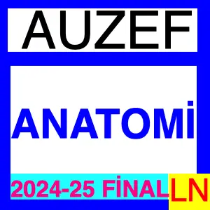 Anatomi 2024-2025 Final Soruları